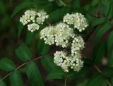 Sorbus aucuparia