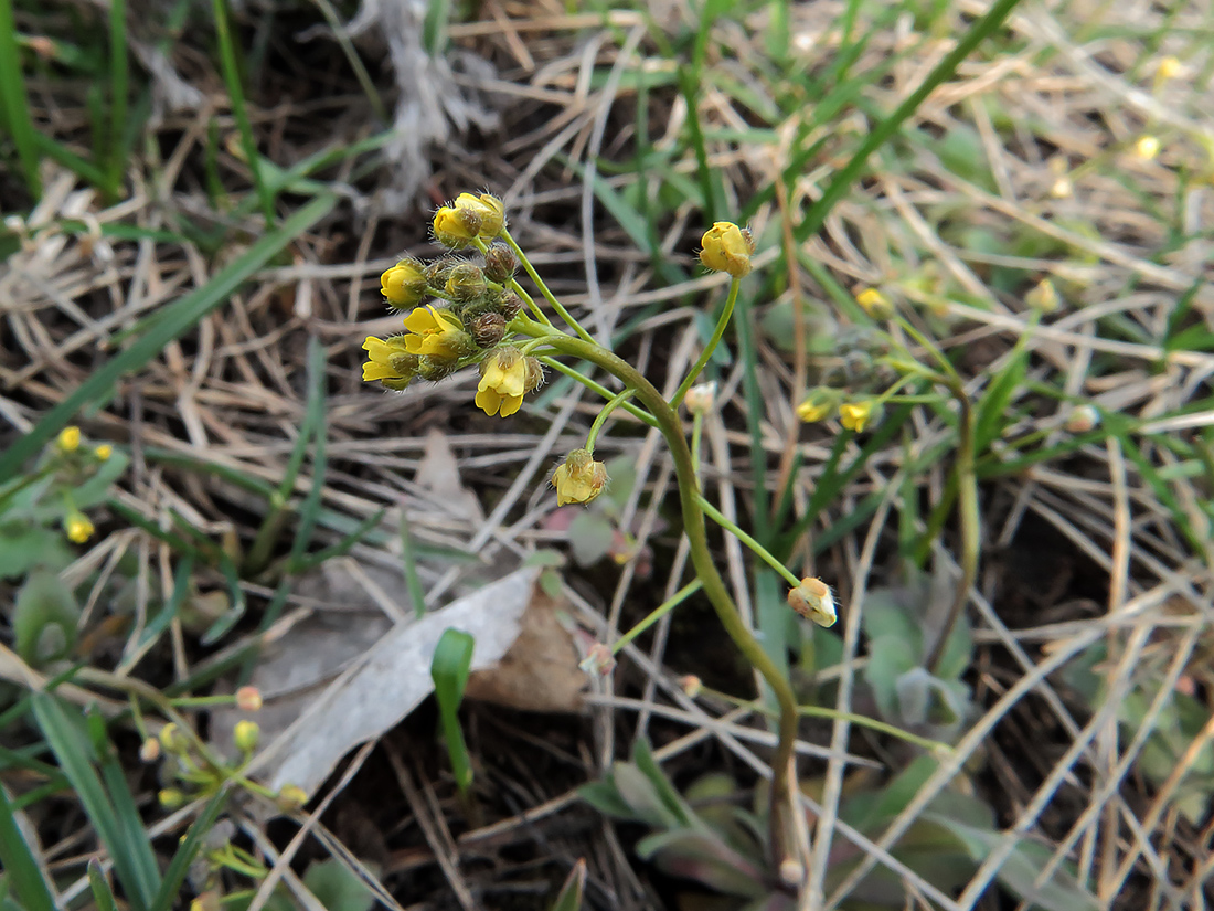 Image of Draba nemorosa specimen.