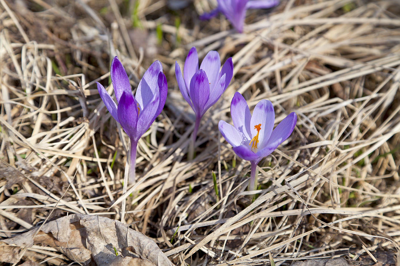 Изображение особи Crocus heuffelianus.