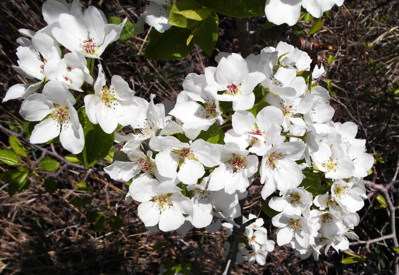 Image of Pyrus communis specimen.