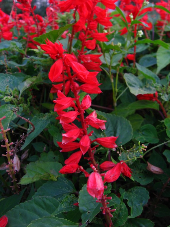 Image of Salvia splendens specimen.