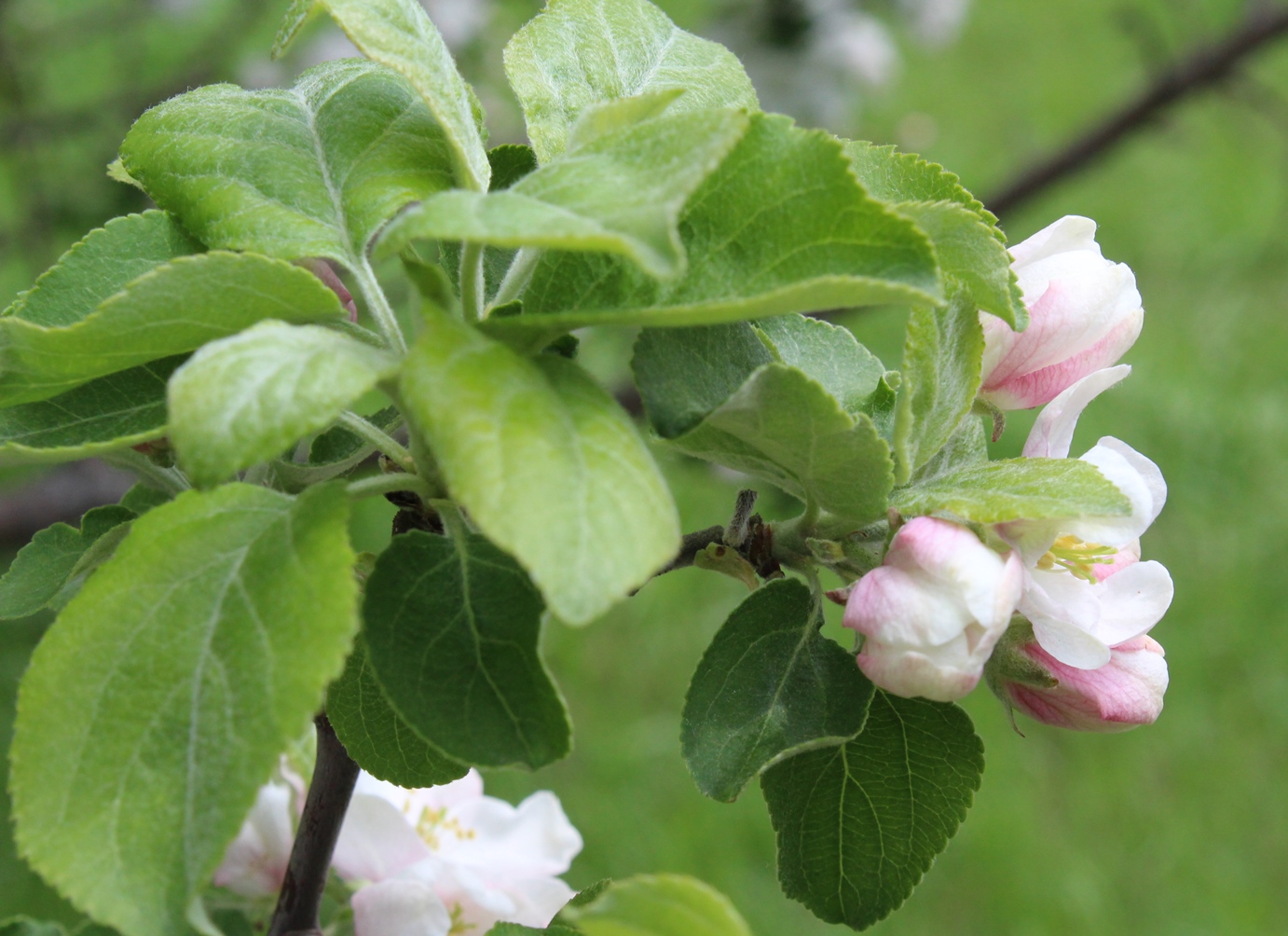 Изображение особи Malus domestica.