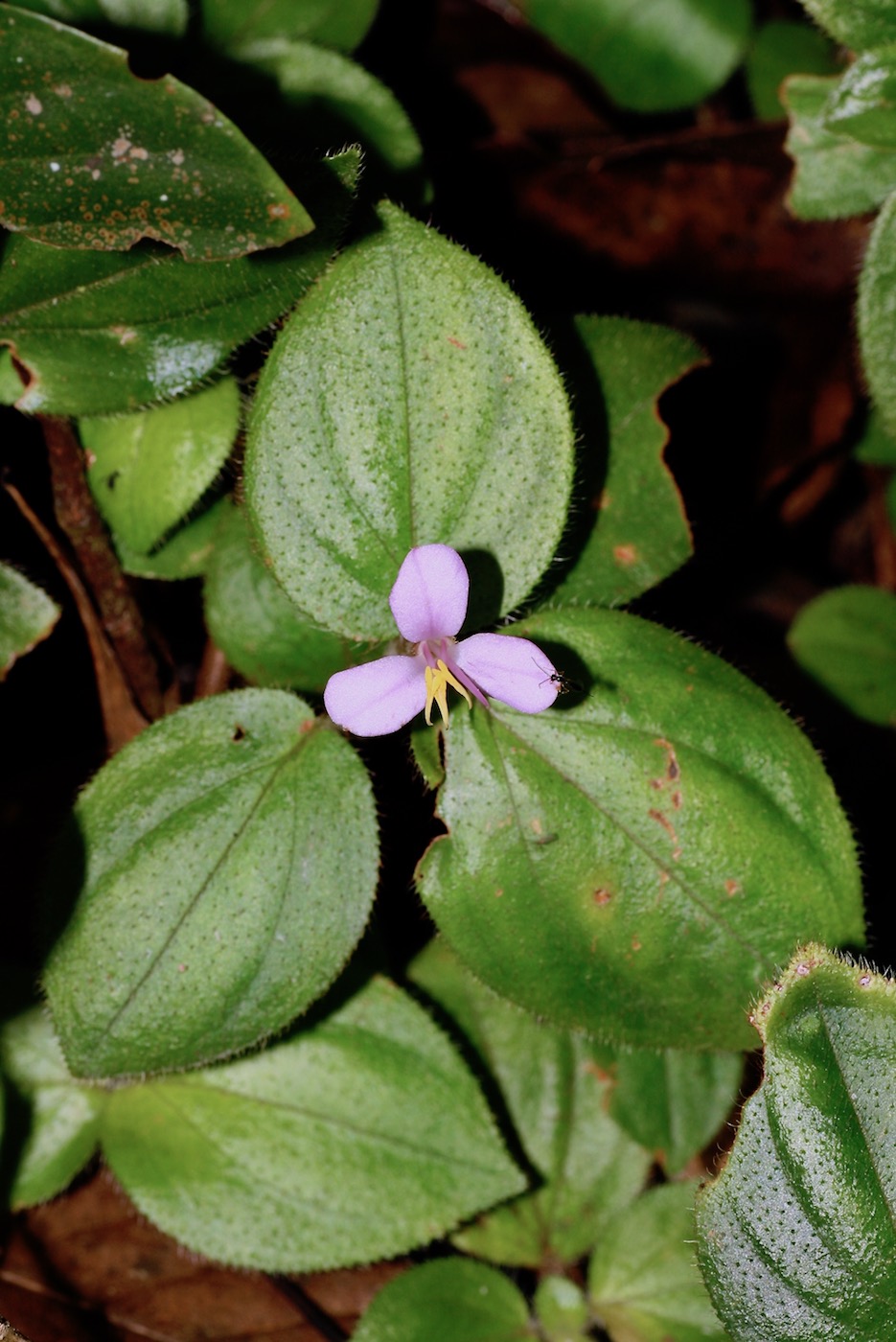 Image of Sonerila rudis specimen.