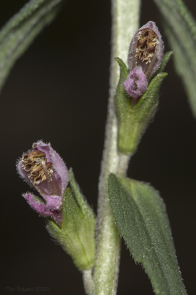 Изображение особи Odontites vulgaris.