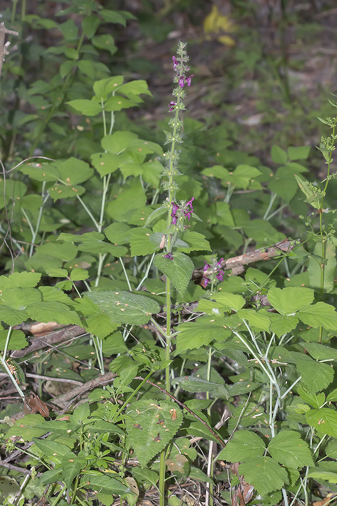 Изображение особи Stachys sylvatica.