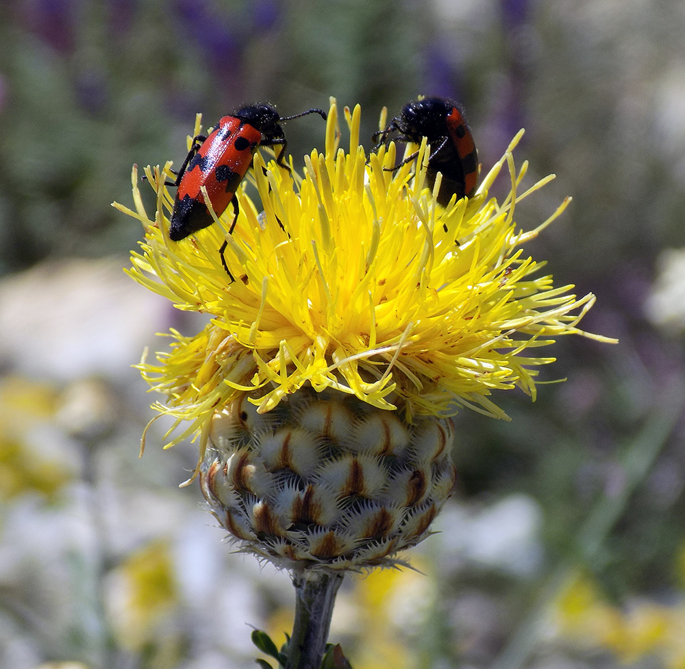 Image of Centaurea orientalis specimen.