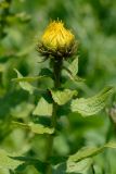 Inula grandiflora