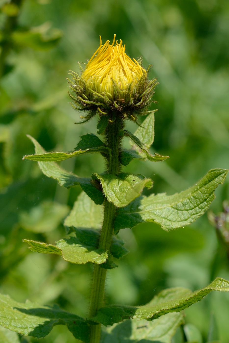 Изображение особи Inula grandiflora.