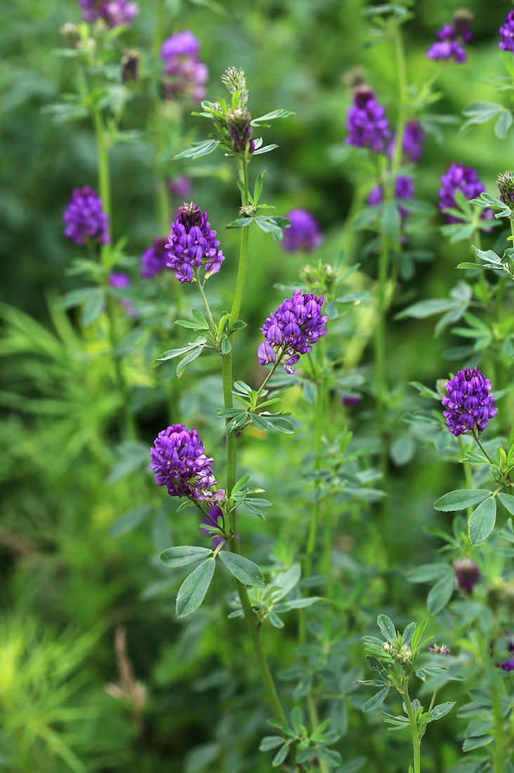 Изображение особи Medicago sativa.