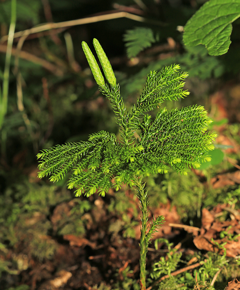 Image of Lycopodium obscurum specimen.