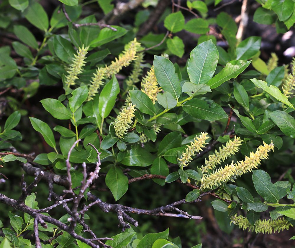 Изображение особи Salix woroschilovii.