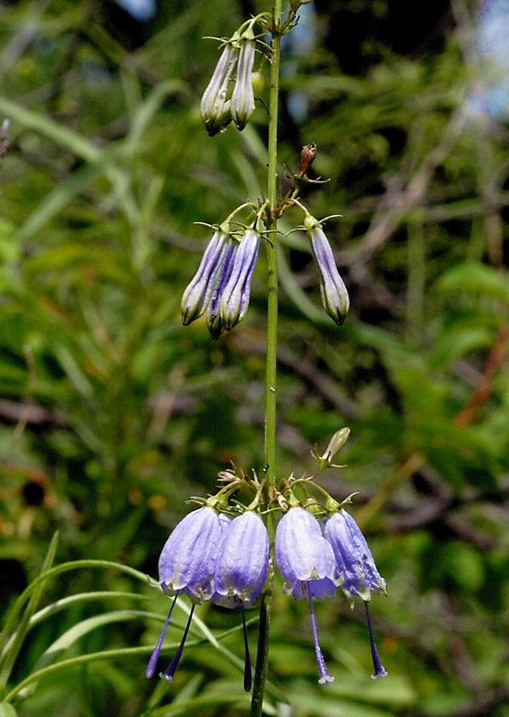 Изображение особи Adenophora verticillata.