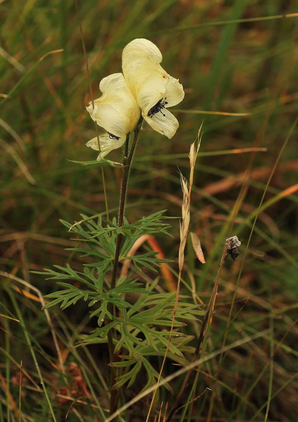 Изображение особи Aconitum anthoroideum.