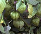 Physalis angulata