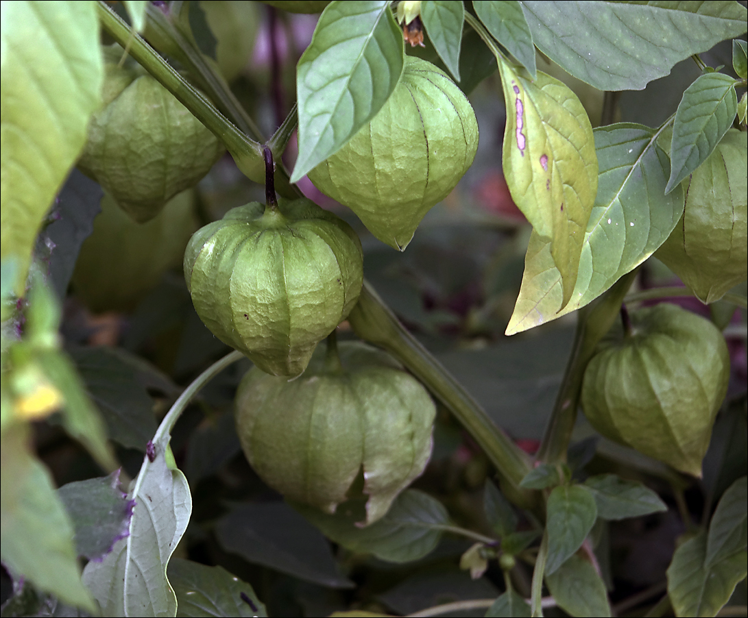 Изображение особи Physalis angulata.