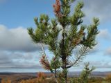 Pinus friesiana