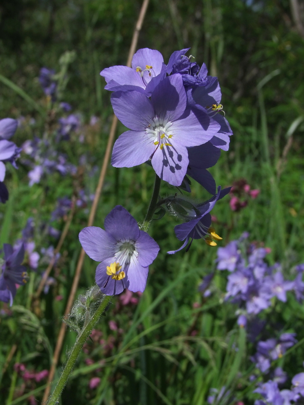 Image of Polemonium acutiflorum specimen.