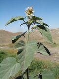 Althaea broussonetiifolia. Верхушка цветущего и плодоносящего растения с блуждающими клопами. Южный Казахстан, Сырдарьинский Каратау, горы Улькунбурултау, ≈ 700 м н.у.м., мезофильное местообитание у солоноватого родника Карабастау. 15 сентября 2020 г.