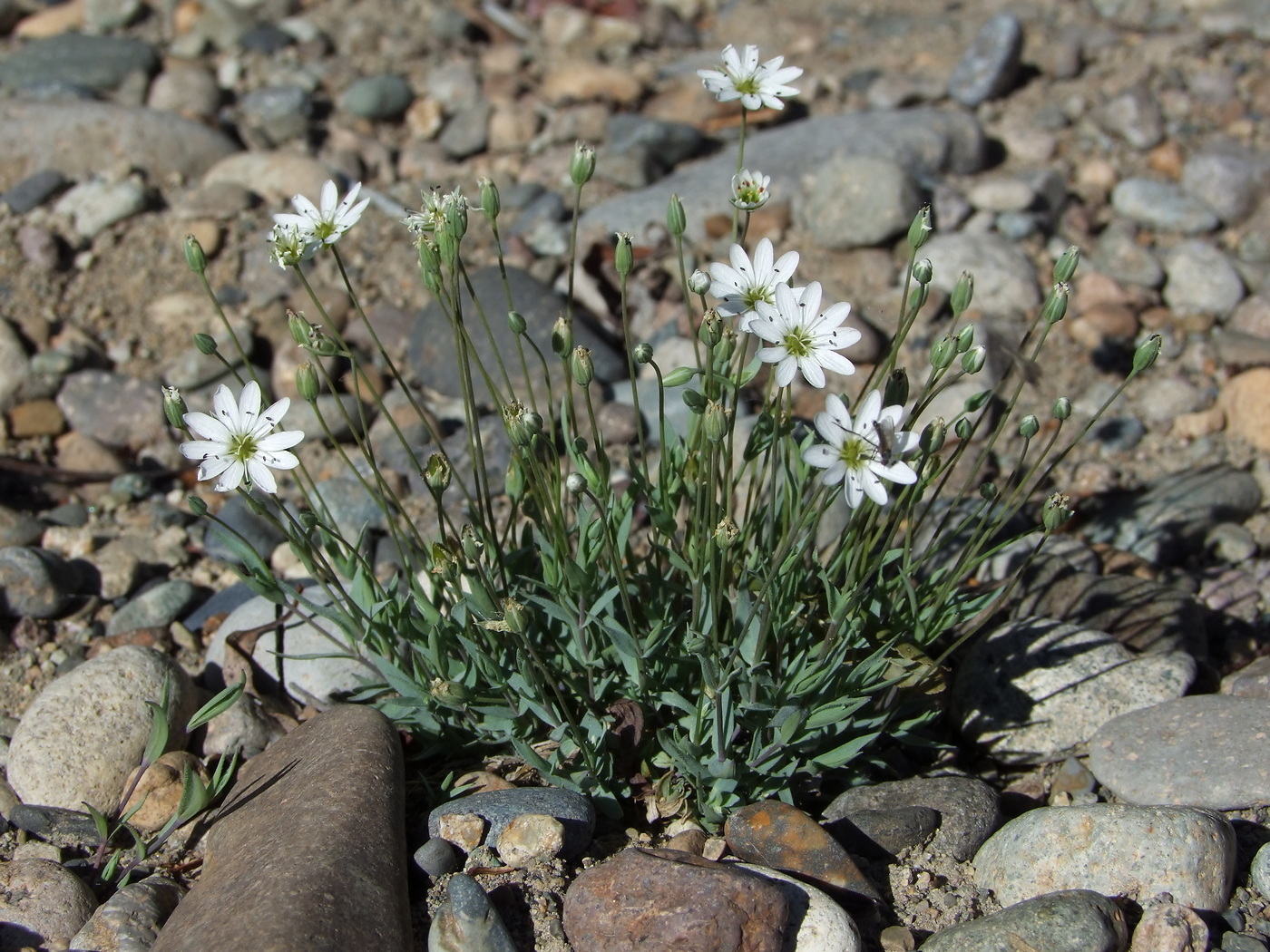 Image of Stellaria fischeriana specimen.