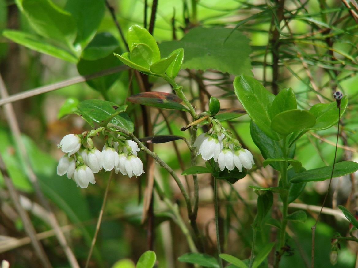 Image of Vaccinium vitis-idaea specimen.