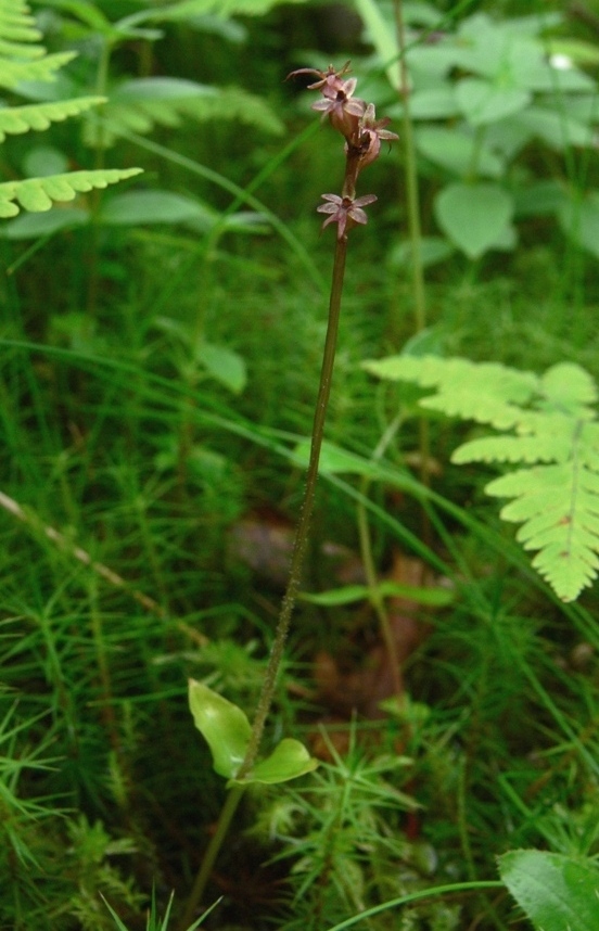 Изображение особи Listera cordata.