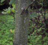 Quercus crispula var. pyramidale
