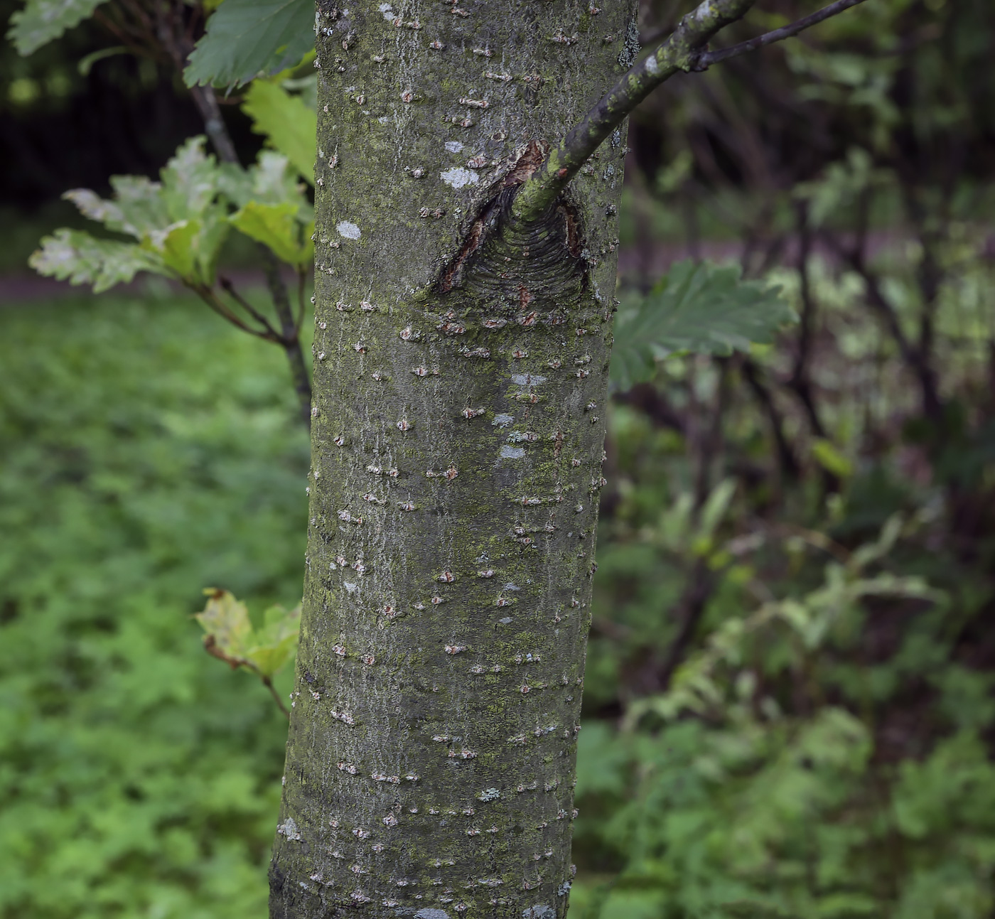 Image of Quercus crispula var. pyramidale specimen.