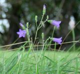 Campanula sibirica. Верхушка цветущего растения с отдыхающей мухой. Иркутская обл., Иркутский р-н, р. Иркут, о. Беляева, луг. 01.09.2020.