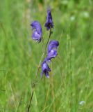 Aconitum baicalense. Соцветие. Иркутская обл., Слюдянский р-н, окр. мыса Шаманский, заболоченный луг. 27.07.2020.