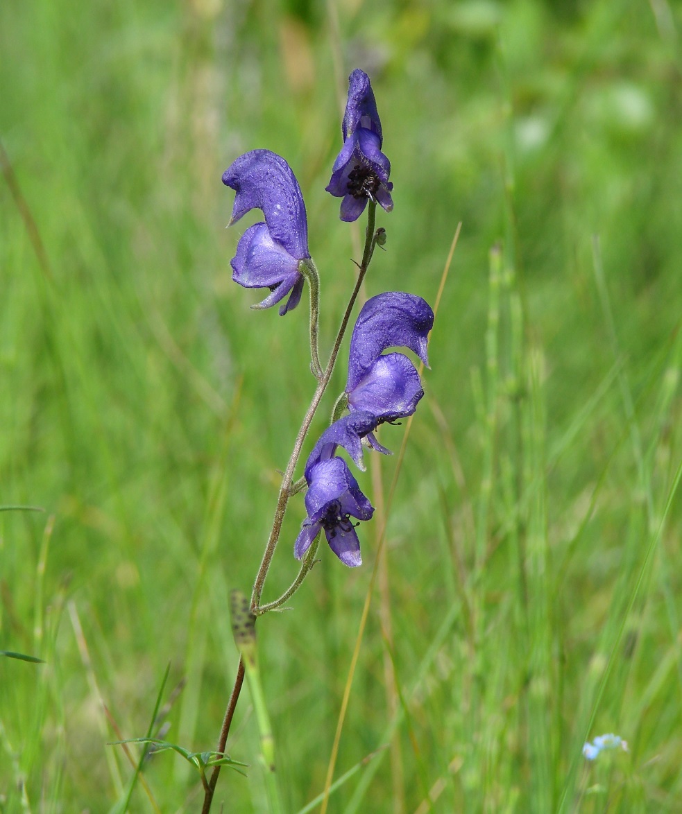 Изображение особи Aconitum baicalense.