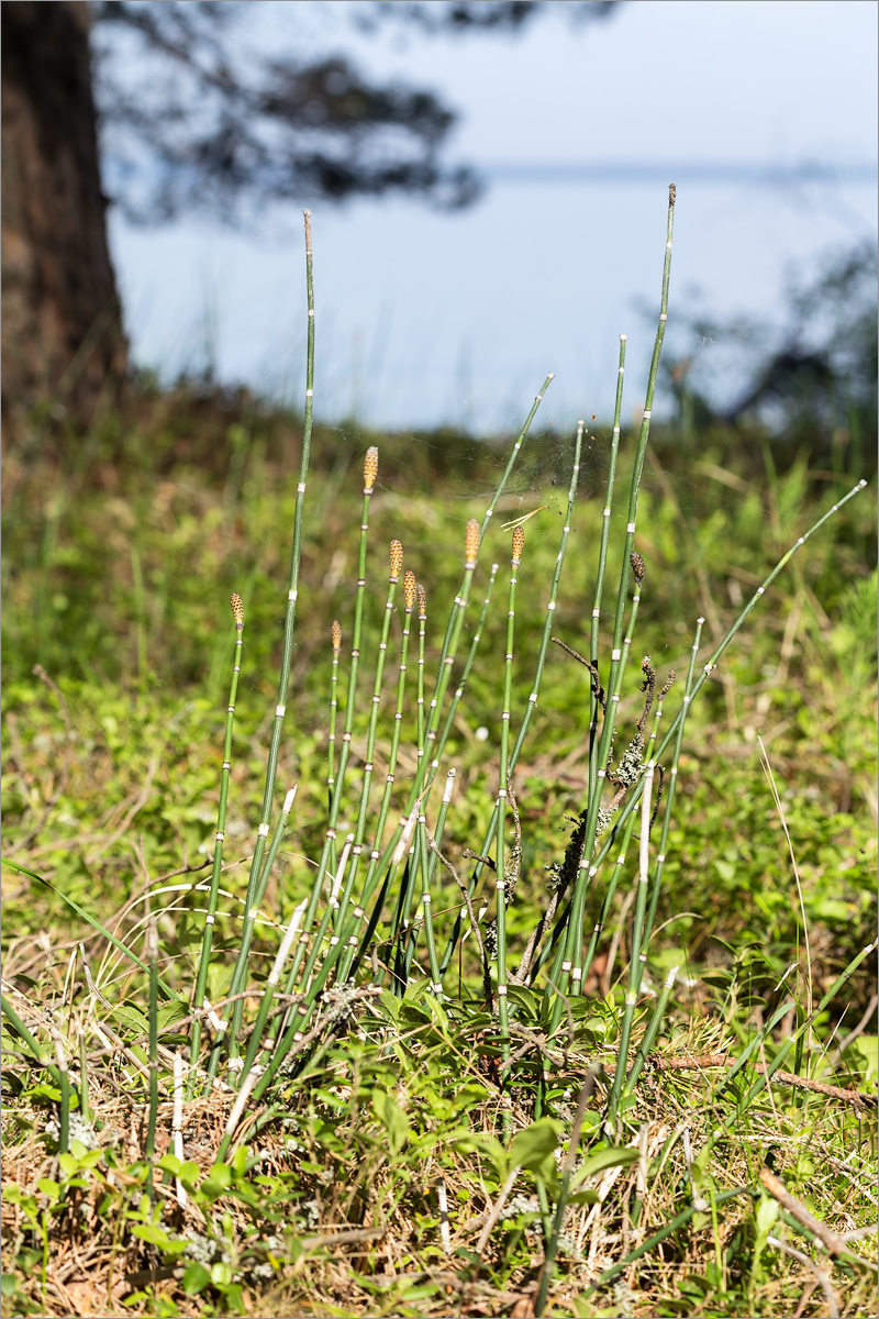 Изображение особи Equisetum hyemale.