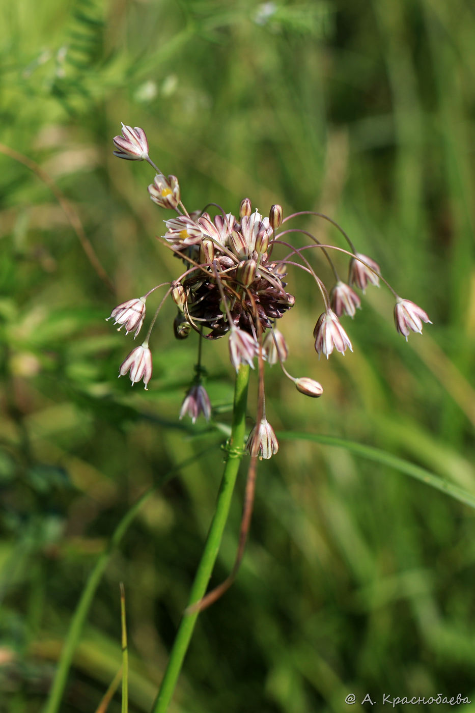 Image of Allium oleraceum specimen.