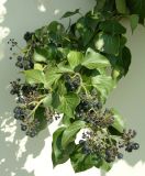 Hedera helix. Верхушка ветви с соплодиями. Чехия, г. Прага, ботсад в Трое, в культуре. 22.04.2008.