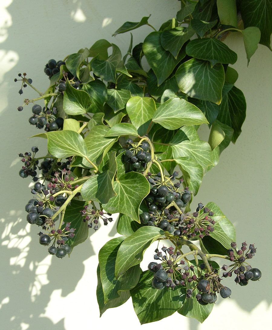 Image of Hedera helix specimen.