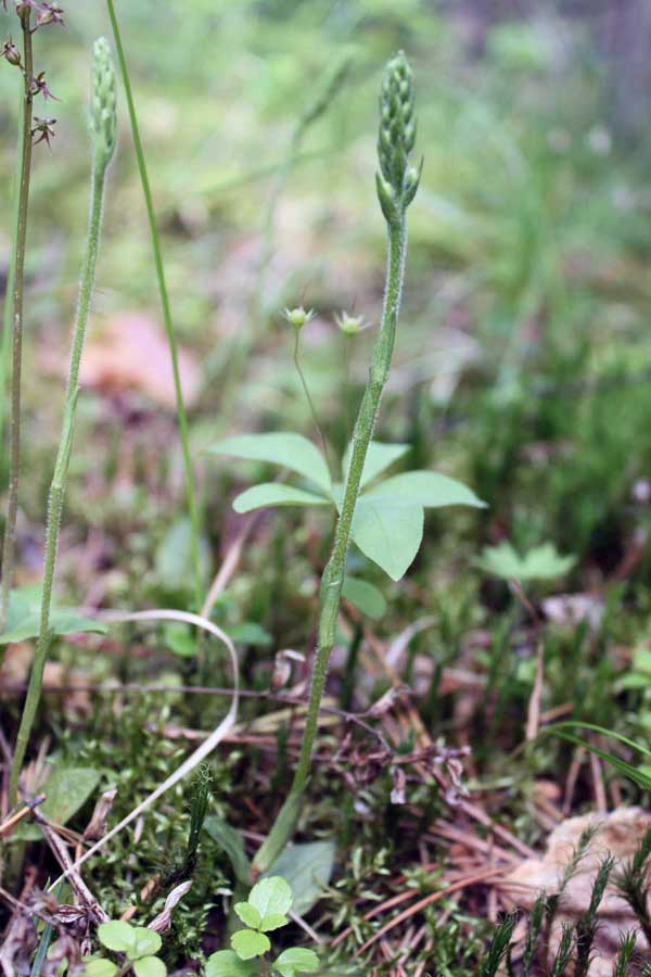 Image of Goodyera repens specimen.