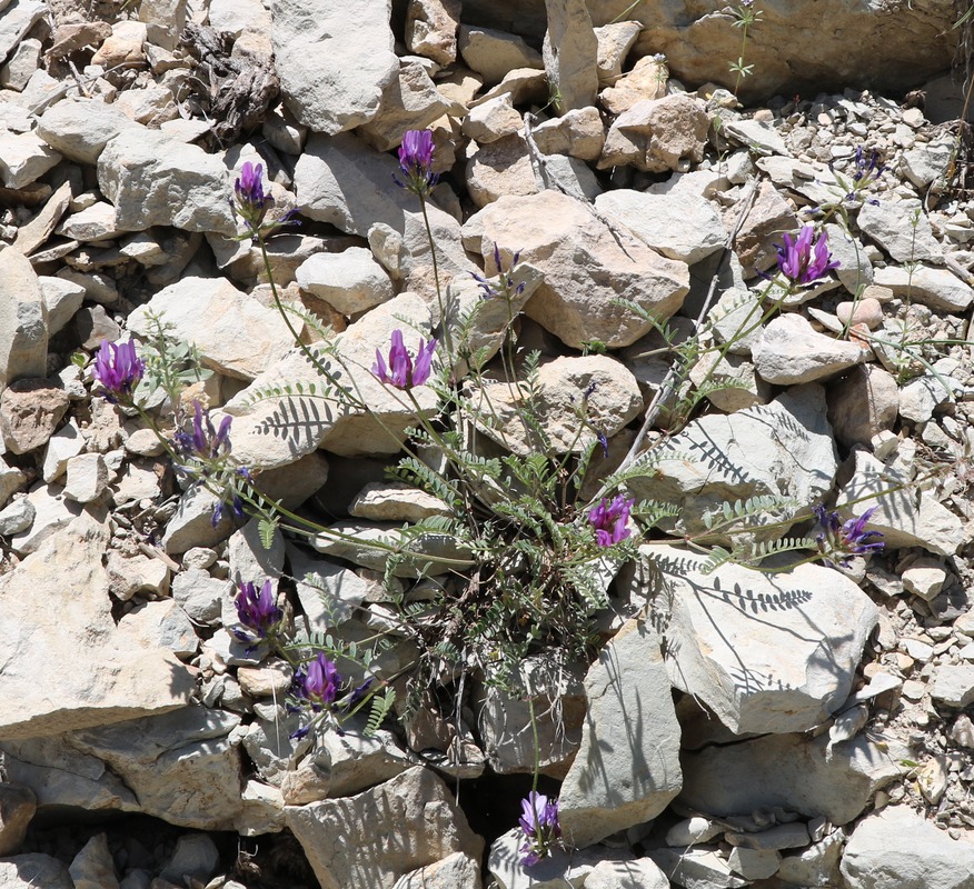 Изображение особи Astragalus cancellatus.