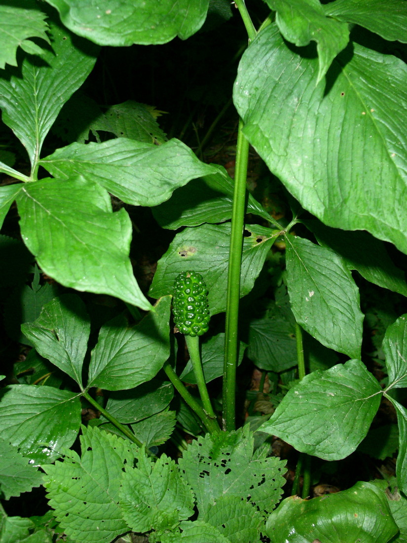 Image of Arisaema robustum specimen.