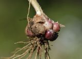 Allium neapolitanum