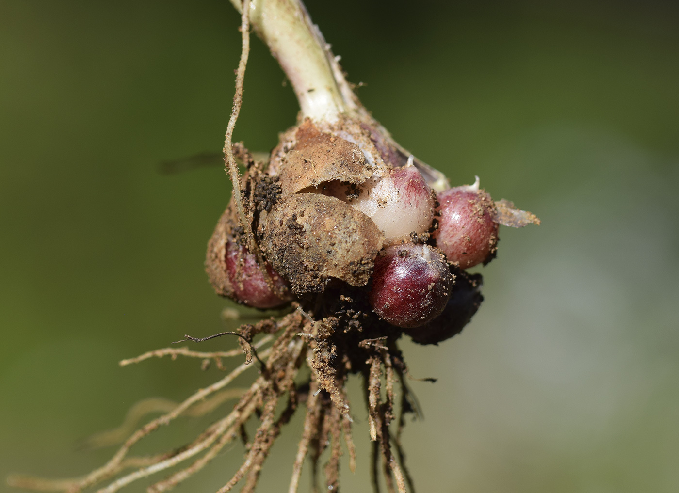 Image of Allium neapolitanum specimen.