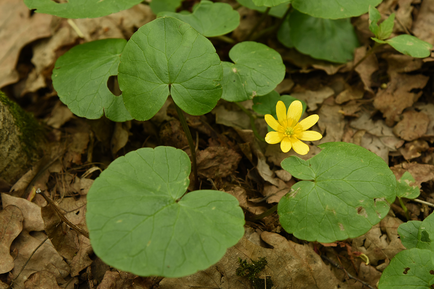 Image of Ficaria verna specimen.