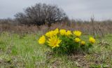 Adonis vernalis