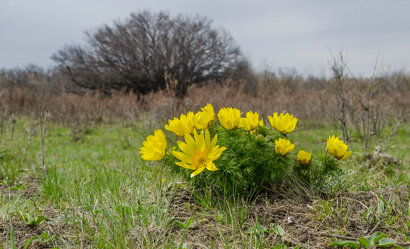 Image of Adonis vernalis specimen.