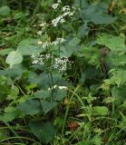 Doellingeria scabra. Цветущее растение. Приморский край, Лазовский р-н, Лазовский заповедник, окр. кордона Америка. 17.08.2009.