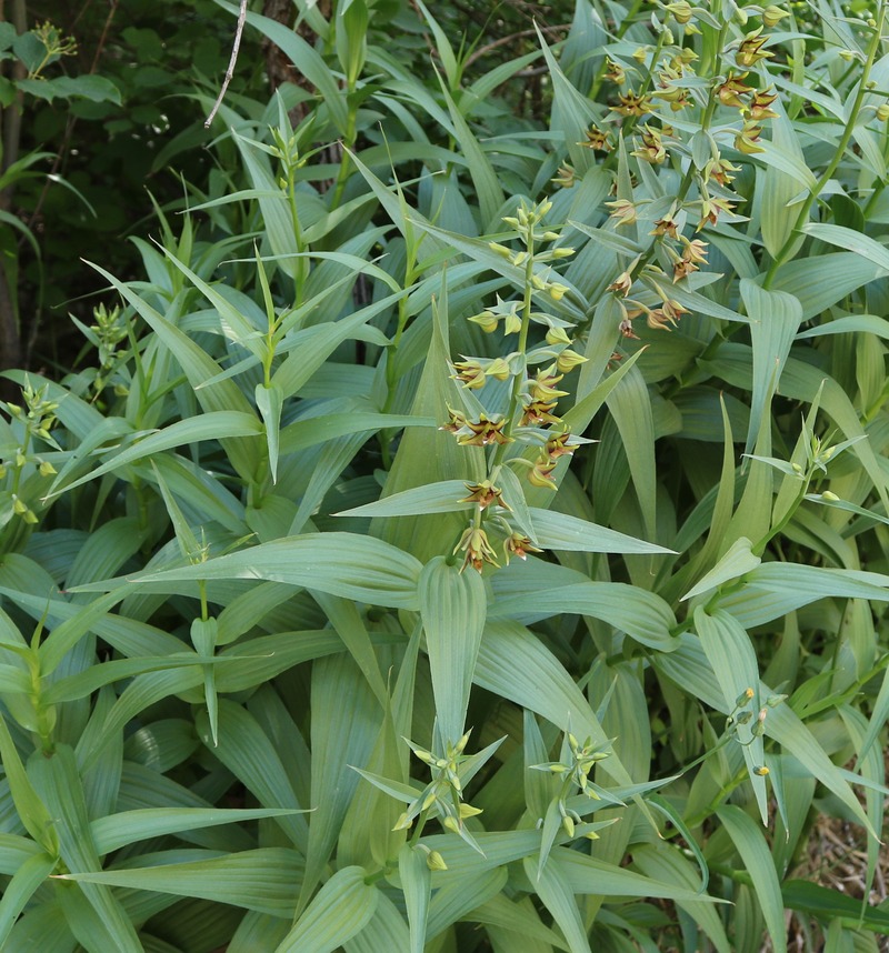 Image of Epipactis veratrifolia specimen.