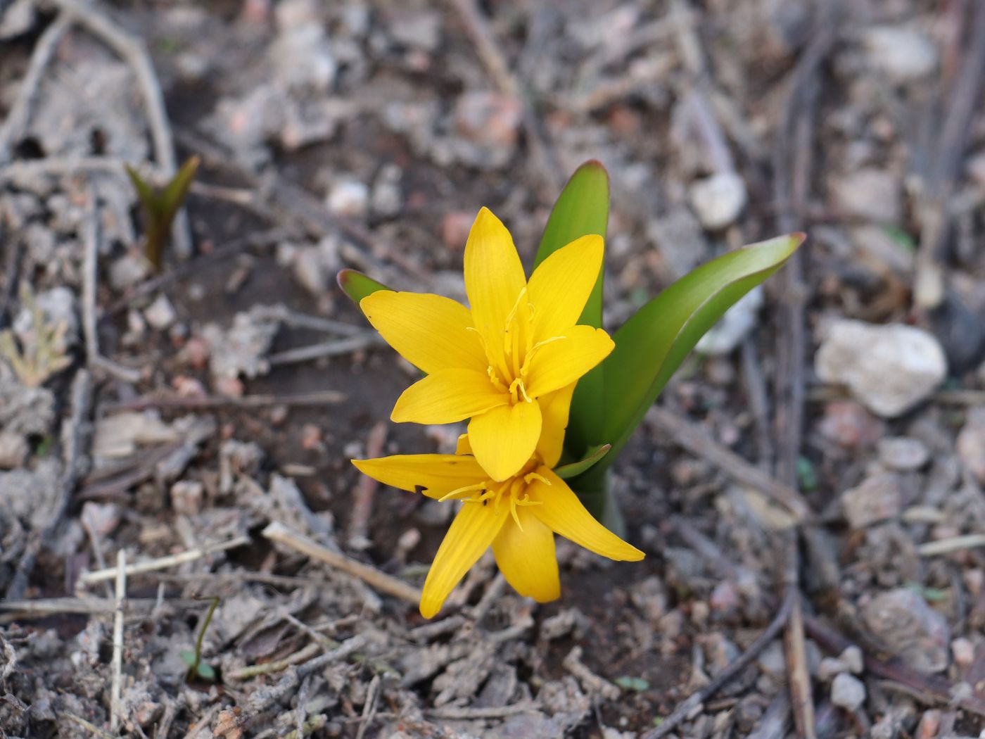 Image of Colchicum luteum specimen.