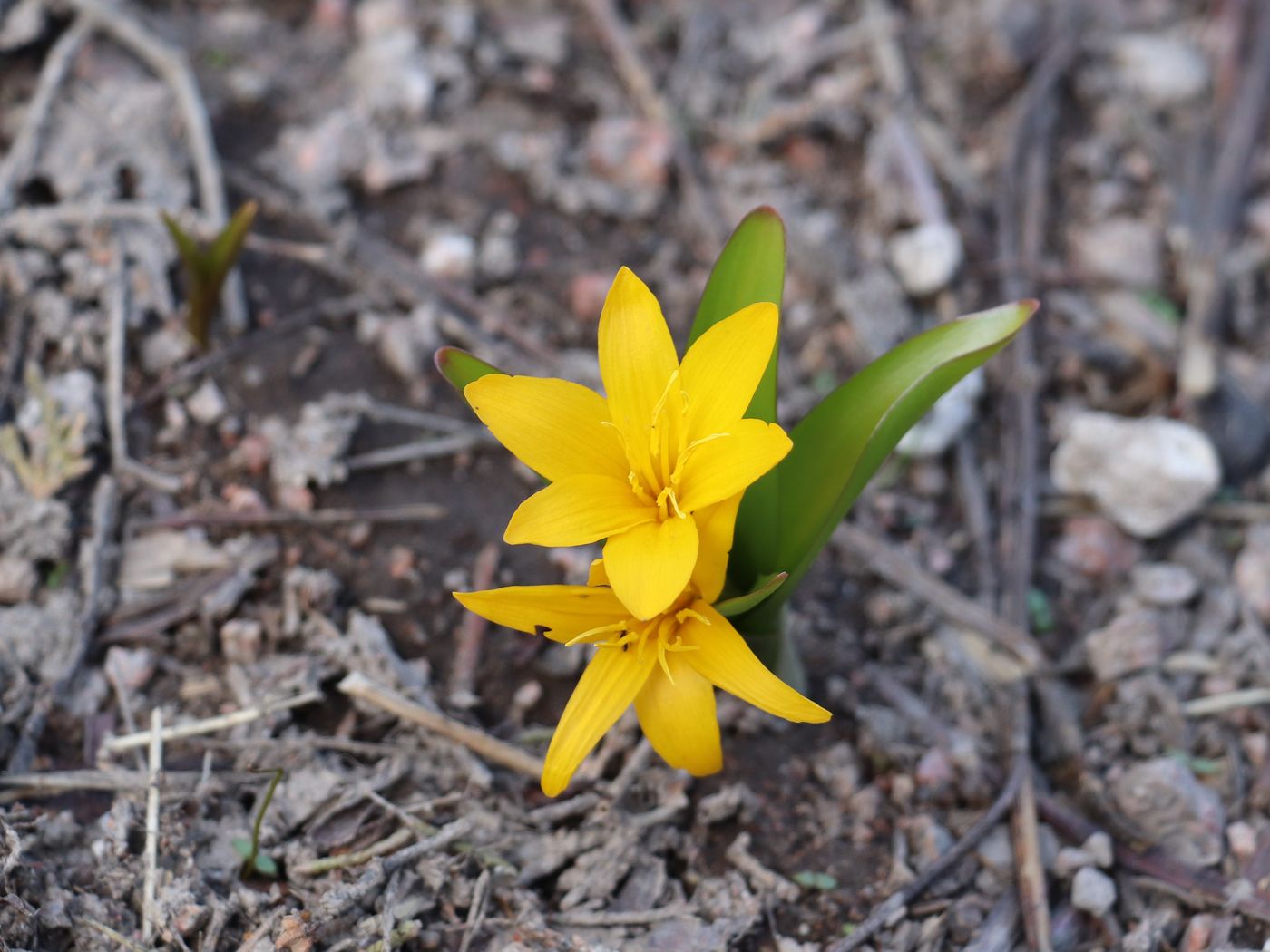 Изображение особи Colchicum luteum.