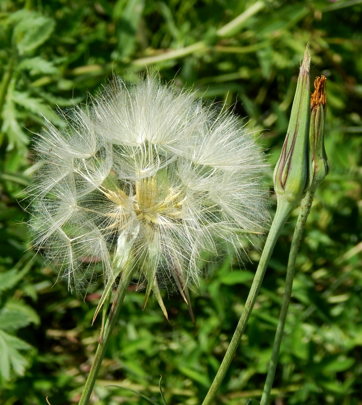 Изображение особи род Tragopogon.