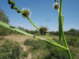 Sparganium stoloniferum. Побег с соцветиями. Южный Казахстан, Жамбылская обл., пойма р. Асса, родниковая протока под пологом тугая (вынесен на солнечное освещение). 25 июня 2021 г.