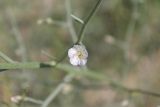 Convolvulus erinaceus