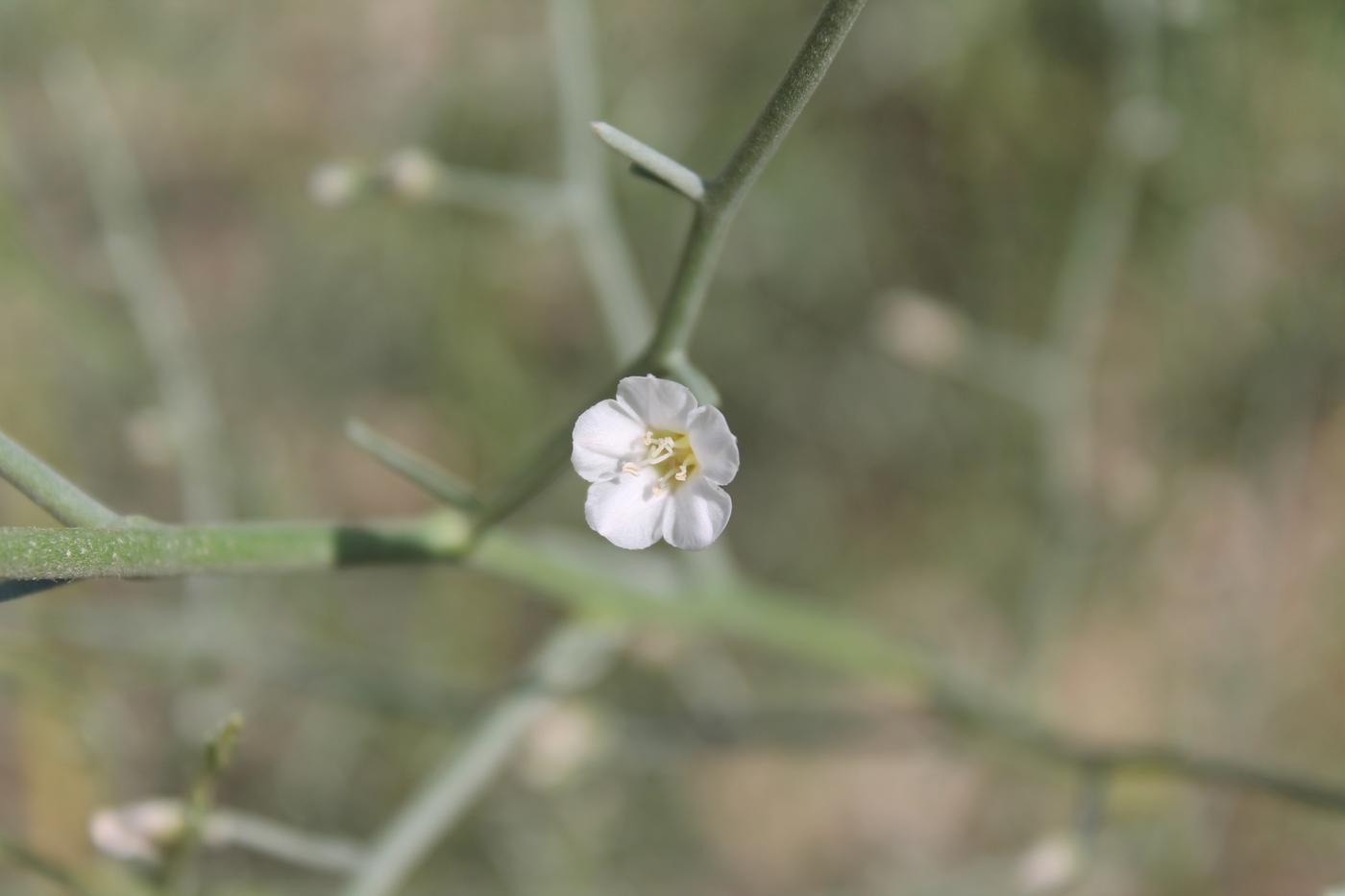 Изображение особи Convolvulus erinaceus.